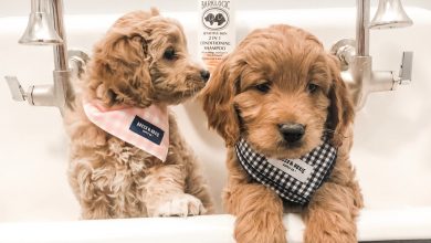 Photo of HOW TO BATHE A GOLDENDOODLE